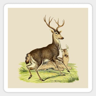 Deers Illustration Magnet